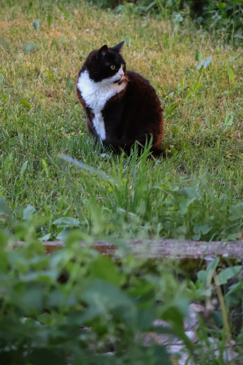 A black and white cat outdoors in green grass