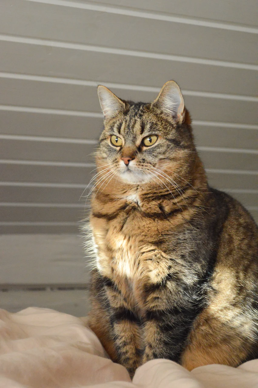 A tabby cat resting on a cushion